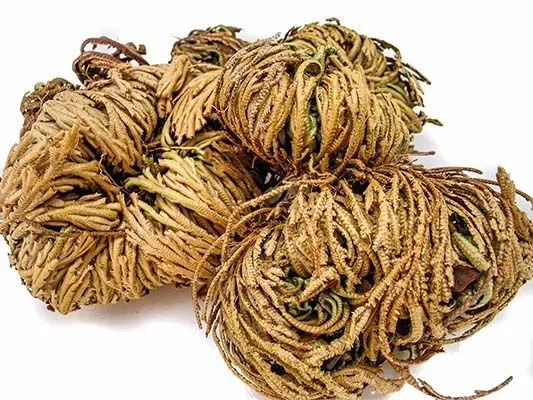 DORADILLA/ FLOR DE PEÑA