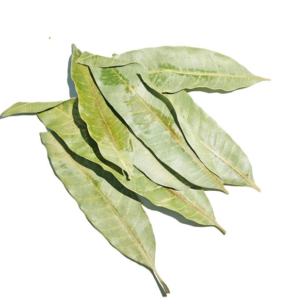 Hoja de Mango